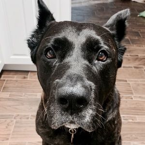 PSA from good boy